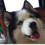Me doggo fwens