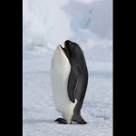 Nascar Sim Cup Series Season 3 | 7 - 34 Texas