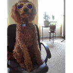 Leo the dog's Fan Club