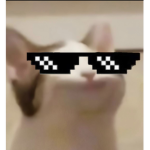 Cat MEME Squad