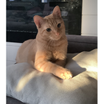 *Cats Group*