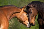 Kira Loves Horses