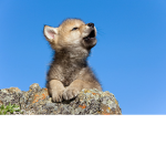 the baby wolfs