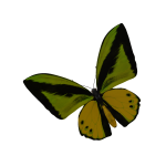 Goliath Birdwing Butterfly (face)
