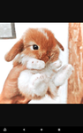 Bunny Fan Club Lover
