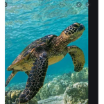 Turtle God Group