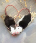 THREE LITTLE RATS