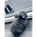 Bunny’s Bodacious Boutique