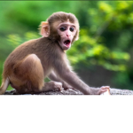 MONKEY AMAZING GANG