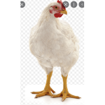 Chickion