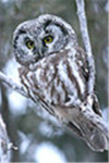 Owl Fanatics