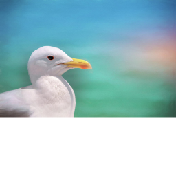 Donation of the Albatross