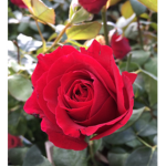 Briar Rose Beauties.