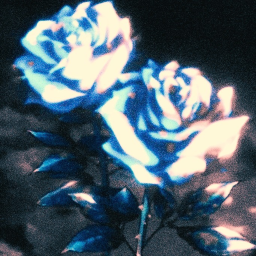 Rose Valley
