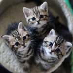 CAT FAN CLUB!!!