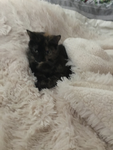 Katelyn's Extra Cats