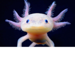 Join the Axolotl have a axolotl skin