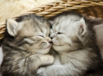 CAT FOREVER CLUB