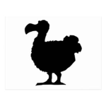dodo STUDIO