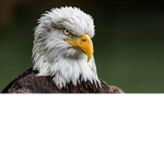 Las aguilas$$$$