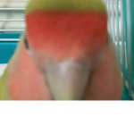 We heart birbs