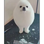 egg dog israel