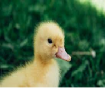 DUCKO SQUAD!!