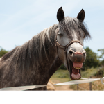 horse head cult