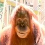 the cult of le monke