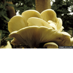 ilove mushrooms group