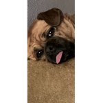 Dog is so cute raaa