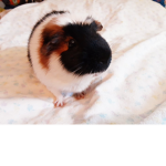 Guinea pig/Business cat fan group