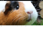 Guinea~pig