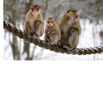 Monkeygang1