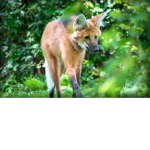 The maned wolves united