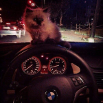 kooper_33