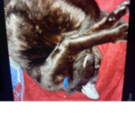 My cat is beautiful69