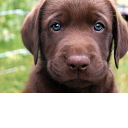 Puppy Dogs's Running Game