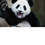 Panda peoples