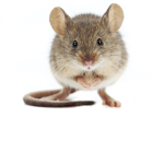 MousesAreDaBest
