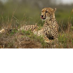 Cheetah Eater