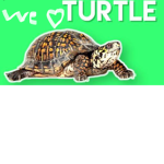 Turtles for ever