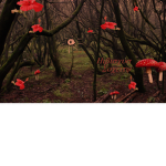 Hibiscus Society