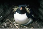 penguin137 fan club
