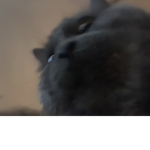 Dooooooooooooooo