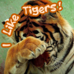 I like tigers <3