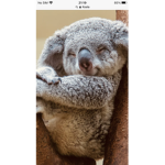 koala cuteness
