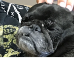The Cult of My Dog, puck