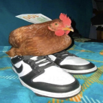 BawkBawk Productions