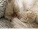 Gato hermoso
